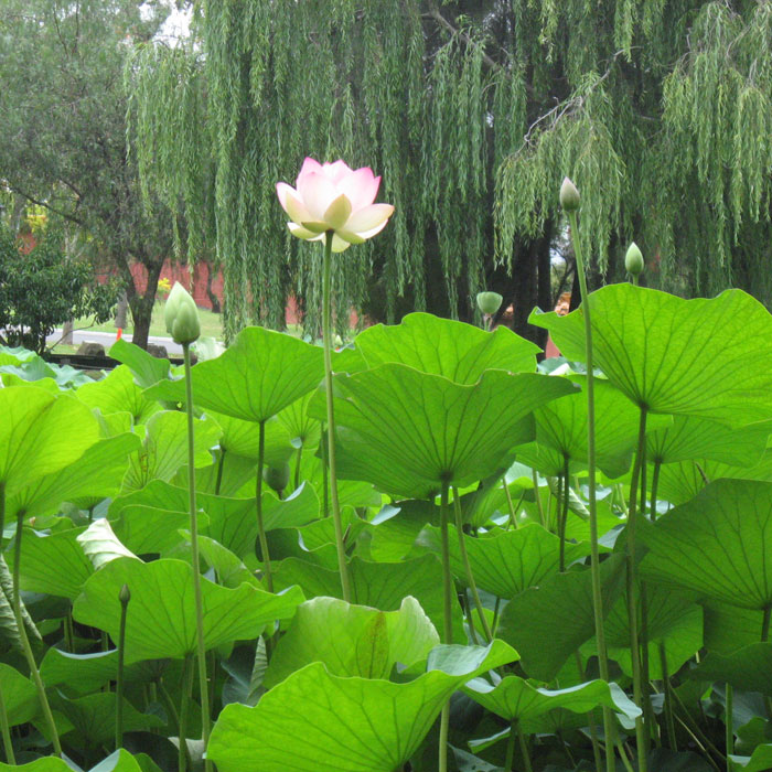 Lotus Festival