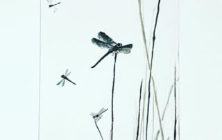 5 Dragonflies